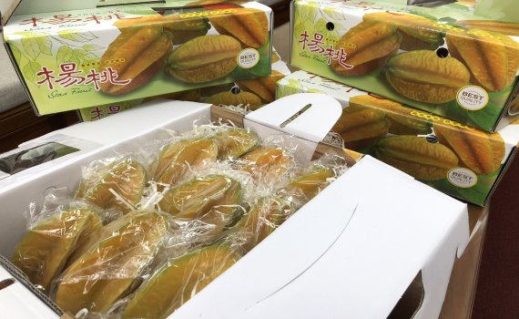百年楊桃樹正值產季 肉質細嫩鮮甜多汁