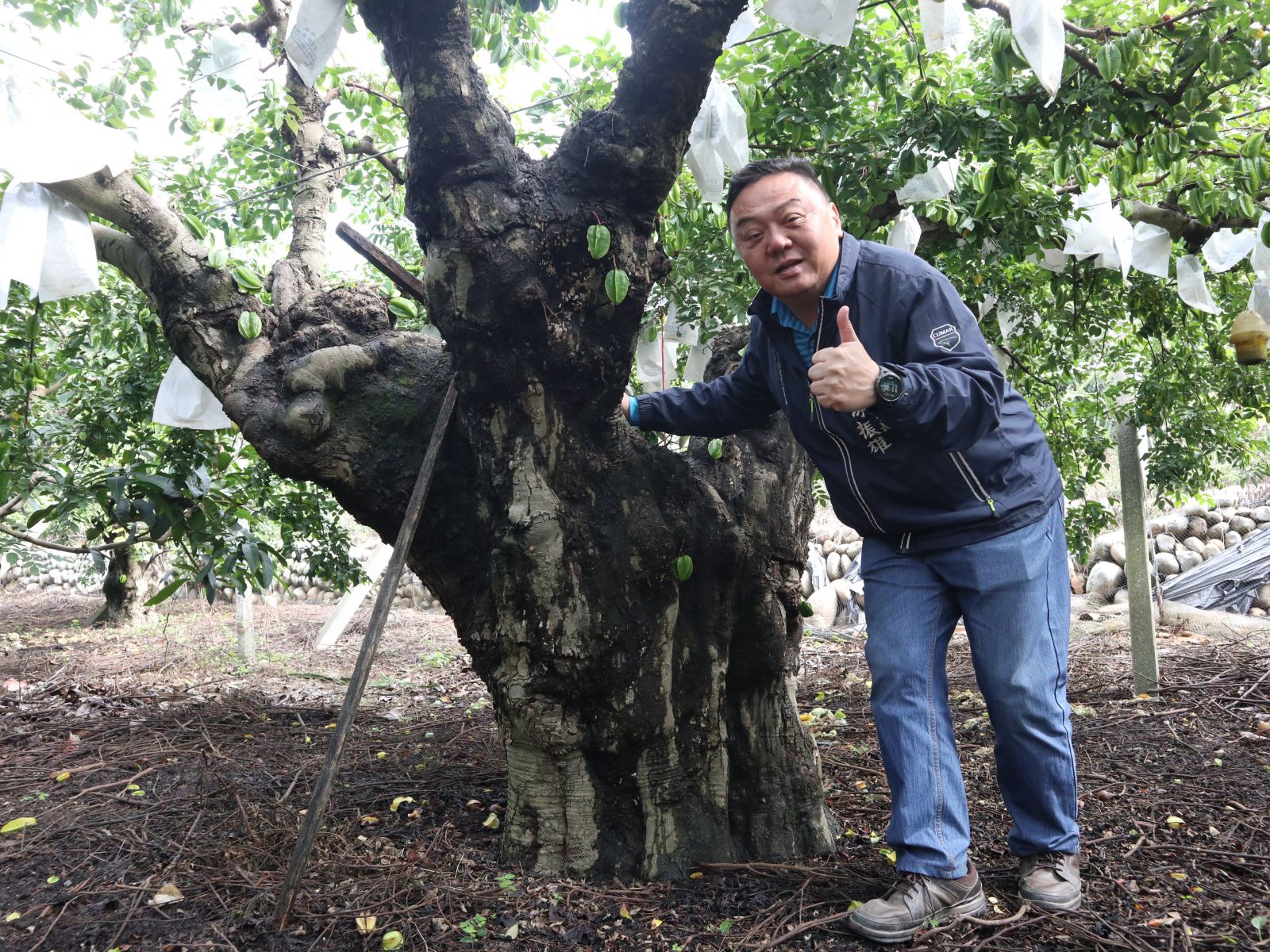 百年楊桃樹正值產季 肉質細嫩鮮甜多汁 - https://www.watchmedia01.com