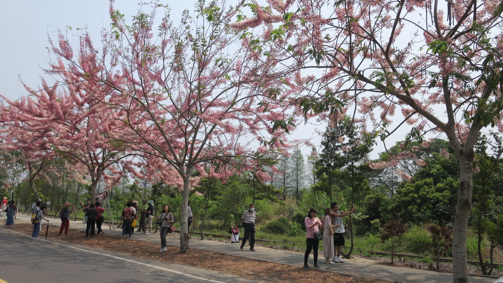 影/賞花秘境!小火車呼嘯而過飄下粉紅雨 - https://www.watchmedia01.com