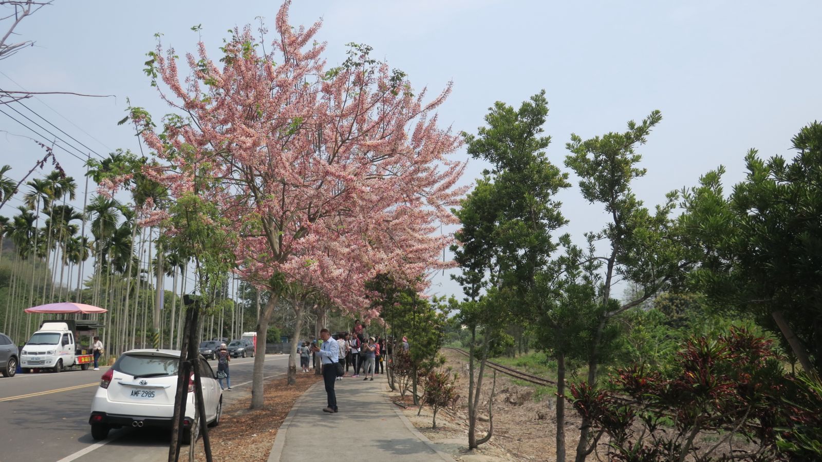 影/賞花秘境!小火車呼嘯而過飄下粉紅雨 - https://www.watchmedia01.com