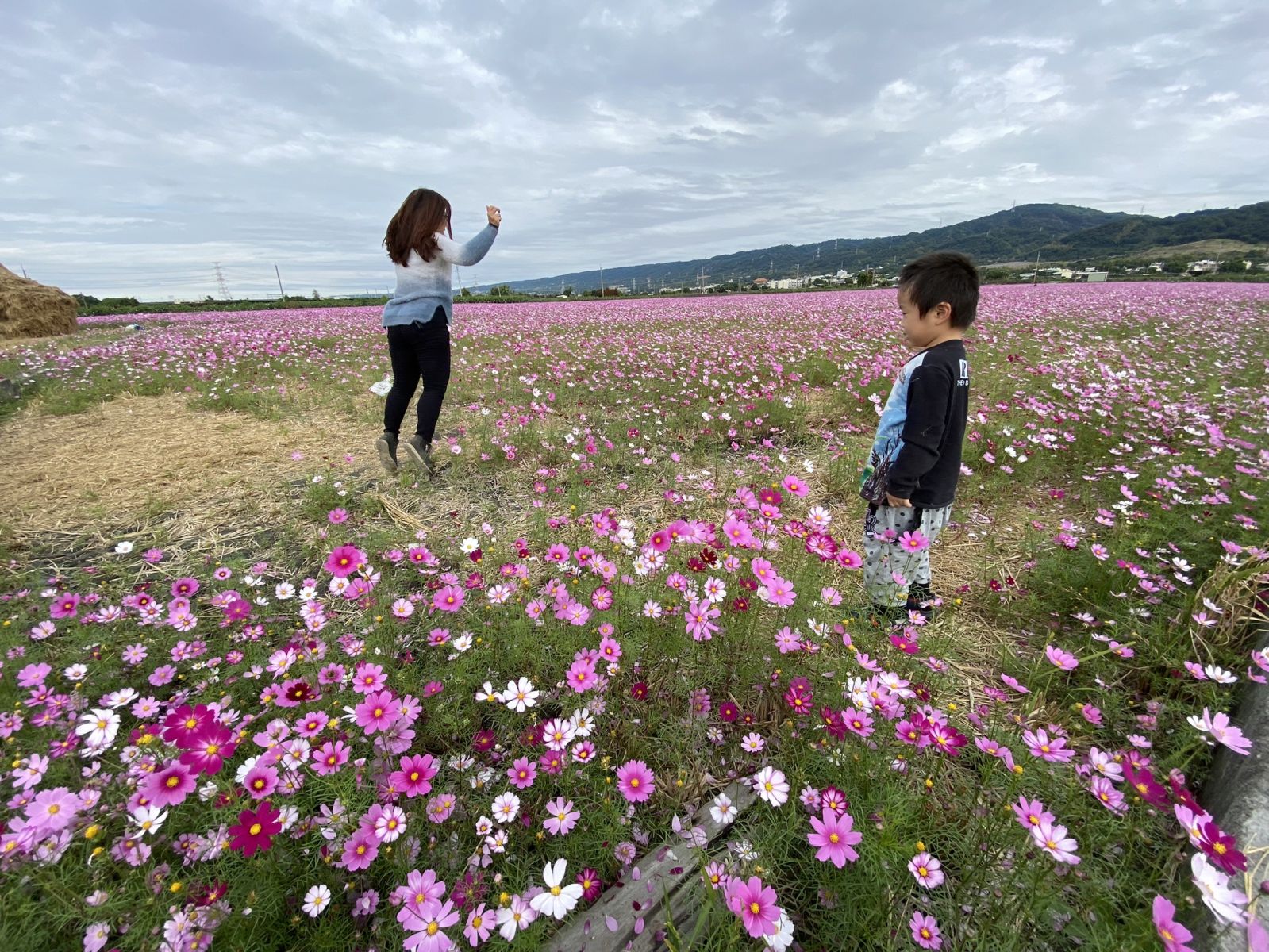影/粉療癒!田中伯朗大道 望高寮花海盛開「最美交界」 - https://www.watchmedia01.com