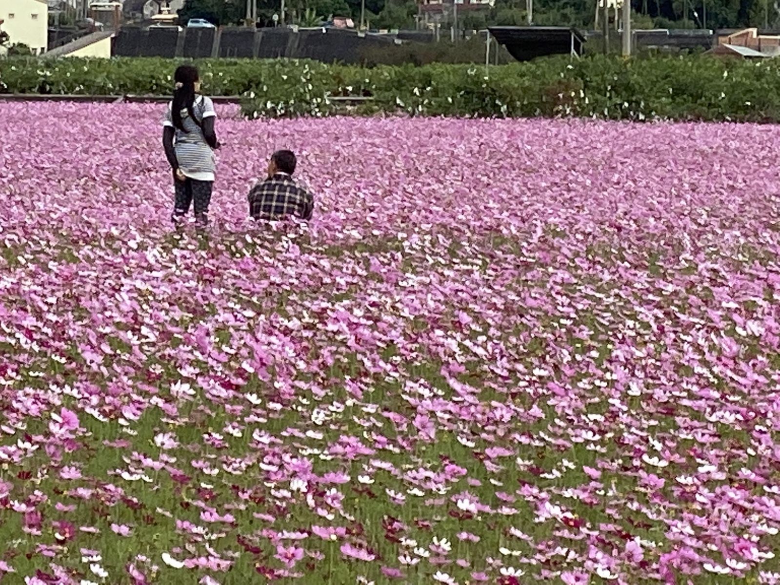 影/粉療癒!田中伯朗大道 望高寮花海盛開「最美交界」 - https://www.watchmedia01.com