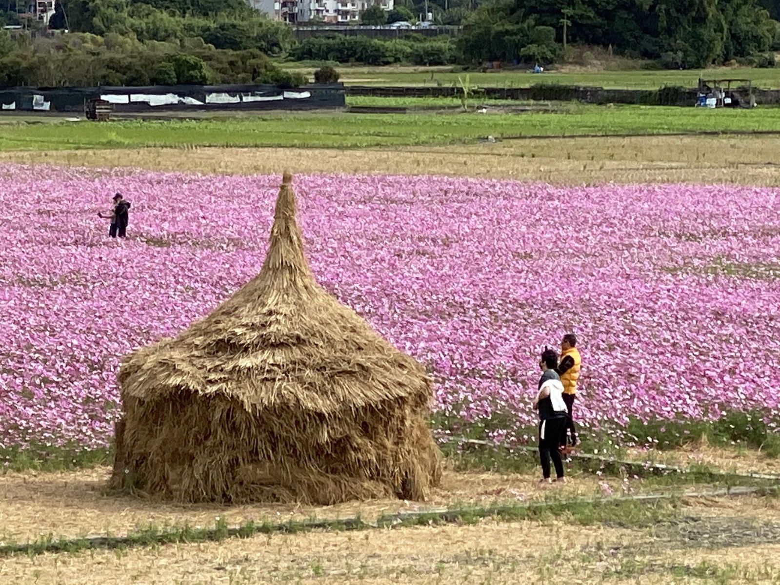 影/粉療癒!田中伯朗大道 望高寮花海盛開「最美交界」 - https://www.watchmedia01.com