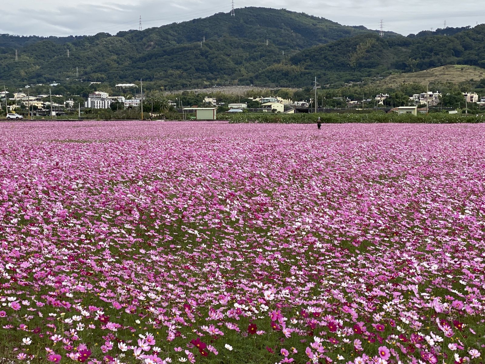 影/粉療癒!田中伯朗大道 望高寮花海盛開「最美交界」 - https://www.watchmedia01.com