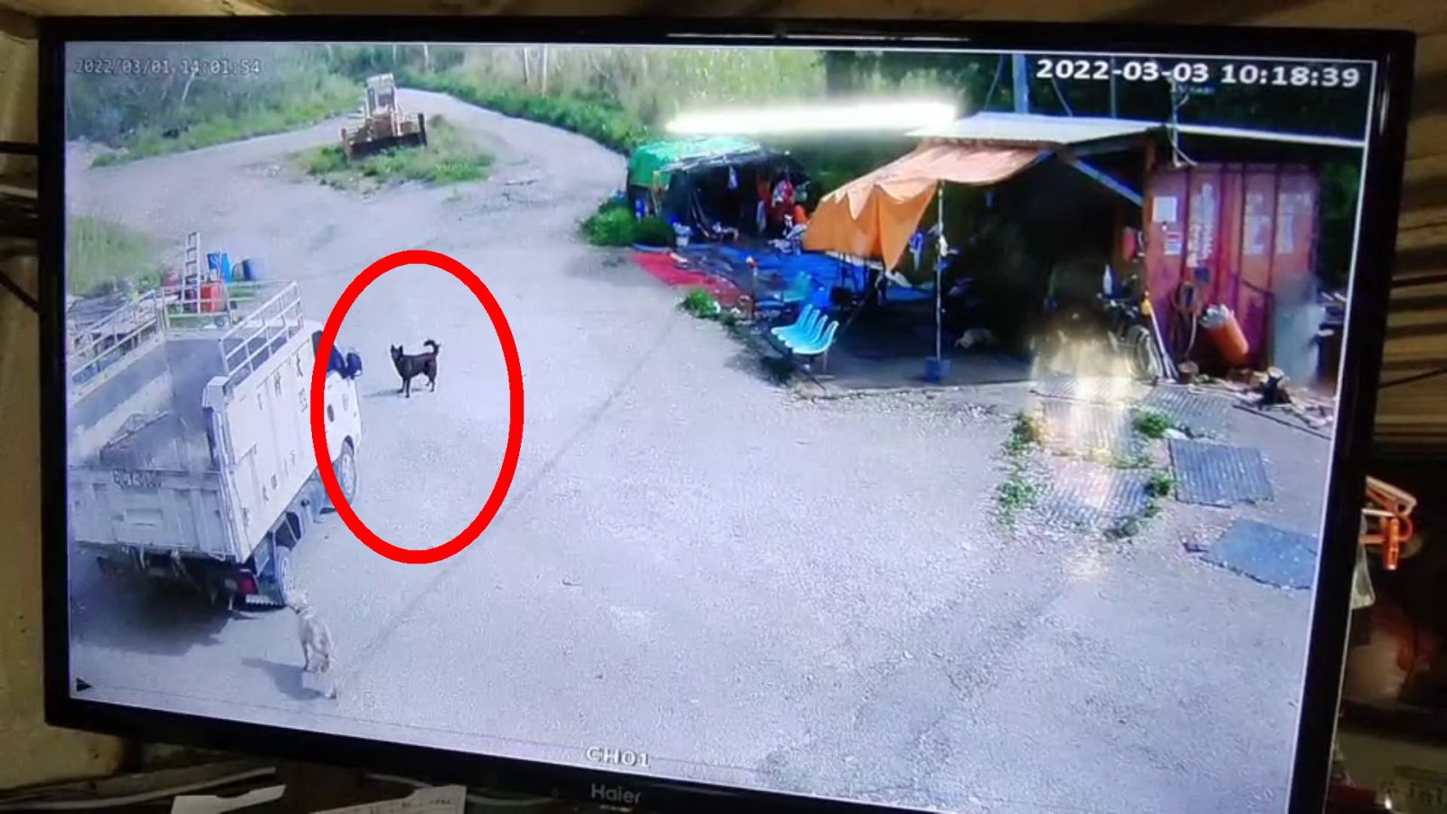 影/大村鄉公所清潔隊員載運流浪狗途中撞傷浪犬 愛媽指控蓄意 - https://www.watchmedia01.com